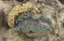 Giant clam near the shore.