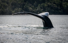 Whales - from our dinghy Prony