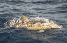 Dolphins Sandy Cape