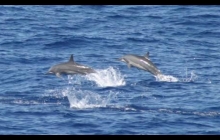 Spinner Dolphins escorted us safely across part of Bligh waters.